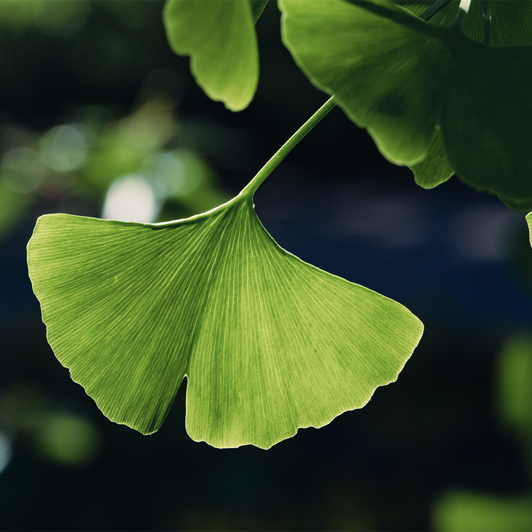 Brainbooster How Ginkgo Can Help Improve Memory, Mood, & Focus