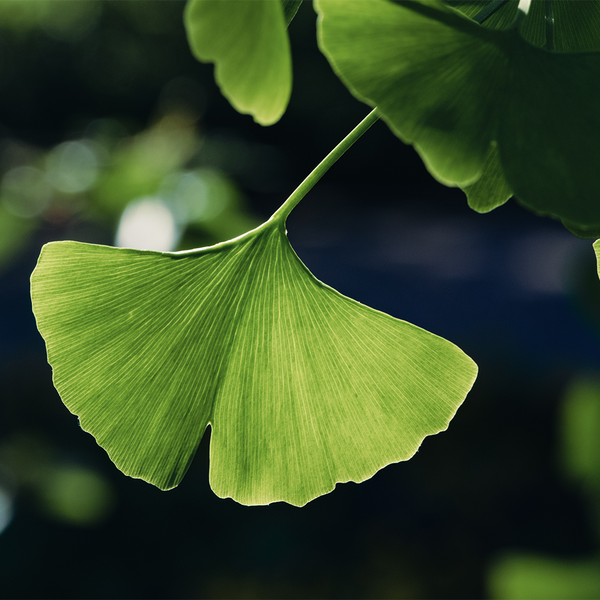 Brain-booster: How Ginkgo Can Help Improve Memory, Mood, & Focus